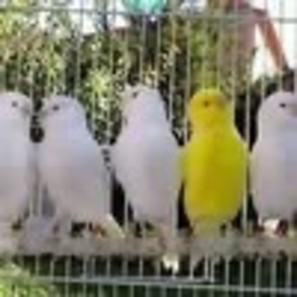 Meet your Posher, Canary